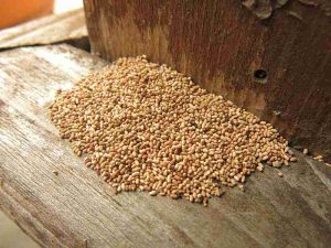 Termite inspection OKC finds Termite Droppings on wooden frame