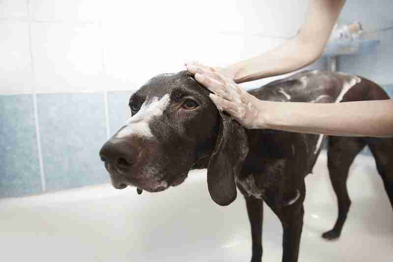 flea and tick bath