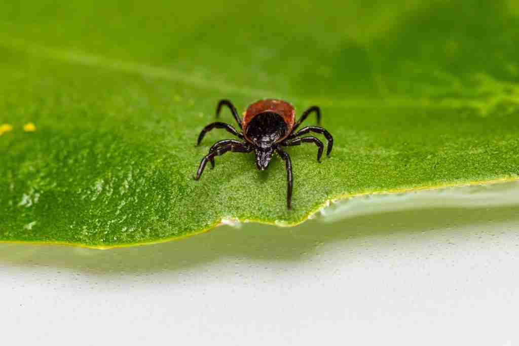 flea and Tick control OKC