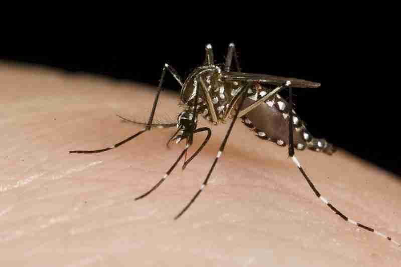 Oklahoma Mosquito control