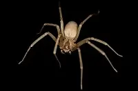 Brown Recluse spider (Fiddle Back)