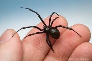Black Widow spider control in oklahoma city and edmond