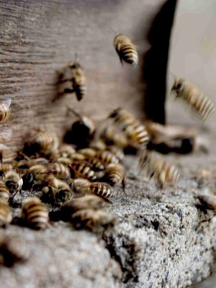 Bees at foundation of home