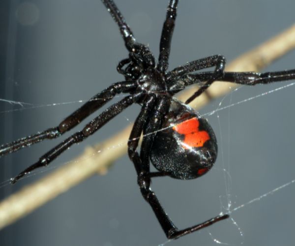 black widow spider showing hourglass shape on belly