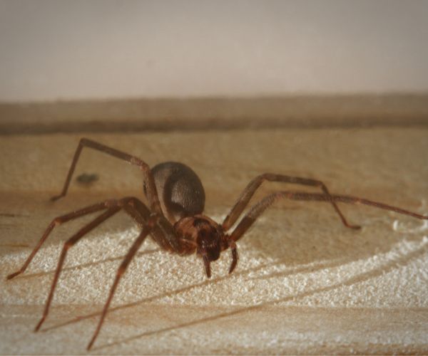 brown-recluse spider