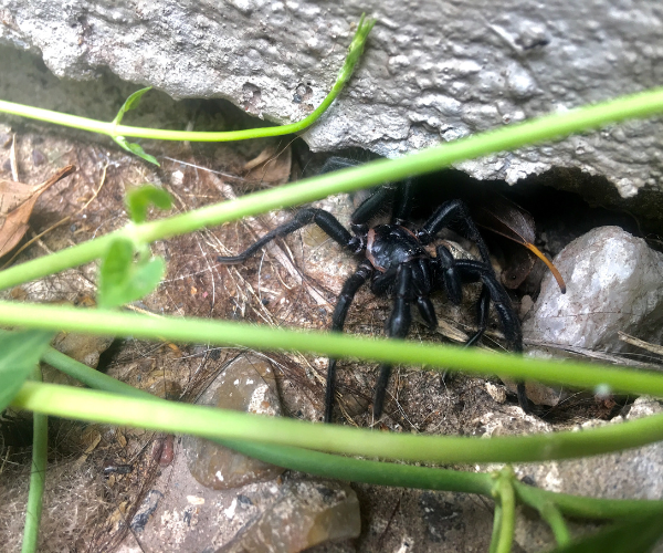 spider found in cracked area of foundation