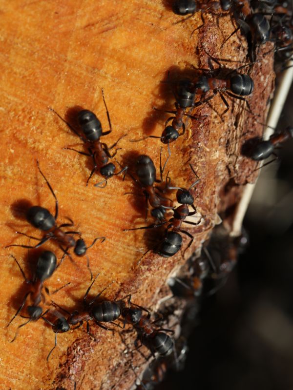 ants carrying materials back to their nest